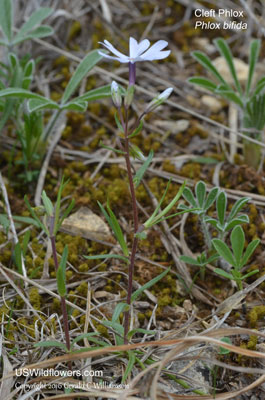 Phlox bifida