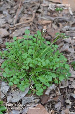 Cardamine hirsuta