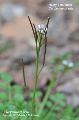 Cardamine hirsuta