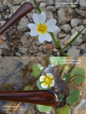 Leavenworthia stylosa