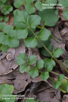 Cardamine hirsuta