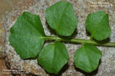 Cardamine hirsuta