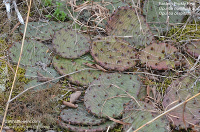 Opuntia humifusa