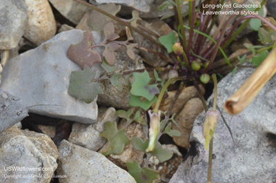 Leavenworthia stylosa