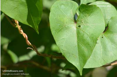 Ipomoea alba