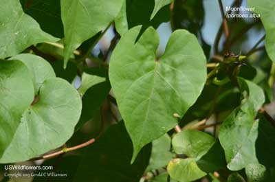 Ipomoea alba