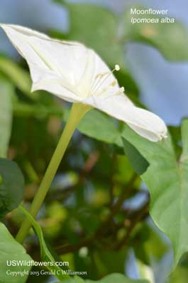 Ipomoea alba