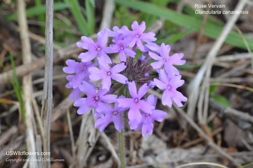 Glandularia canadensis