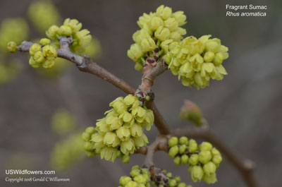 Rhus aromatica