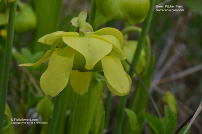 Sarracenia oreophila