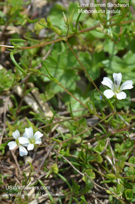 Mononeuria patula