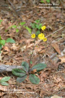 Hieracium venosum