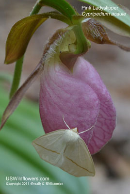 Cypripedium acaule