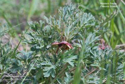 Paeonia brownii