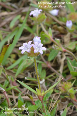 Richardia grandiflora