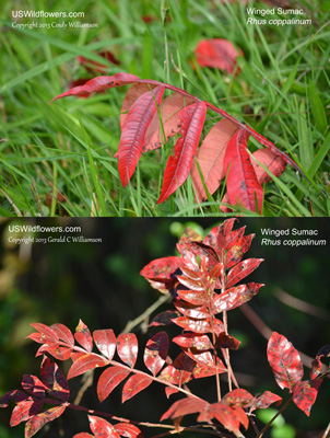 Rhus copallinum