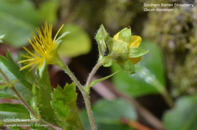 Geum donianum