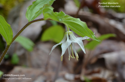 Prosartes maculata