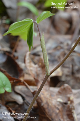 Prosartes maculata