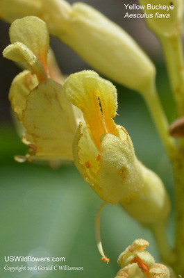 Aesculus flava