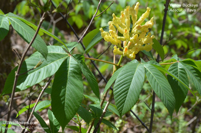 Aesculus flava