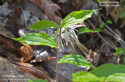 Prosartes maculata