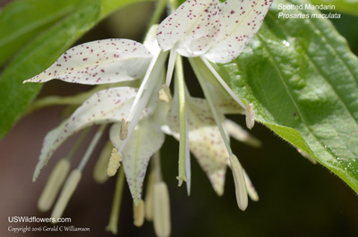 Prosartes maculata