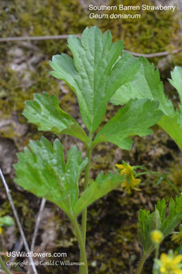 Geum donianum