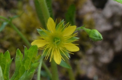 Geum donianum