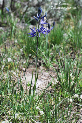 Camassia quamash