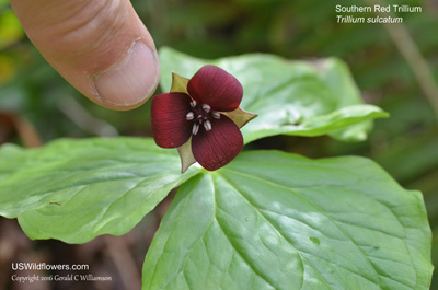 Trillium sulcatum