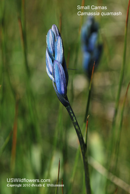 Camassia quamash