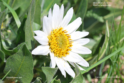 Wyethia helianthoides