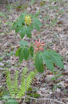 Aesculus flava