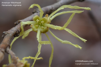 Hamamelis virginiana