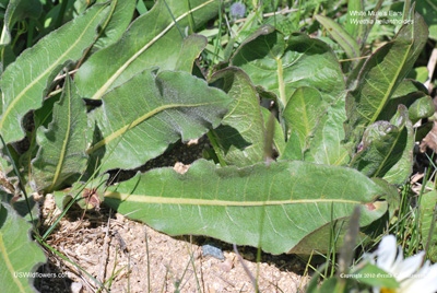 Wyethia helianthoides