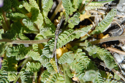 Polemonium pulcherrimum