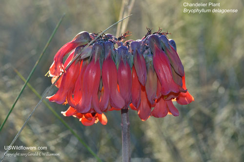 Bryophyllum delagoense