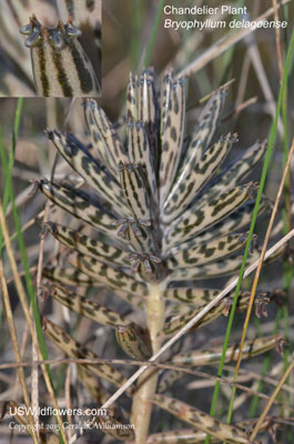 Bryophyllum delagoense