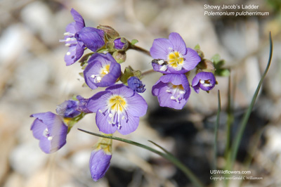 Polemonium pulcherrimum