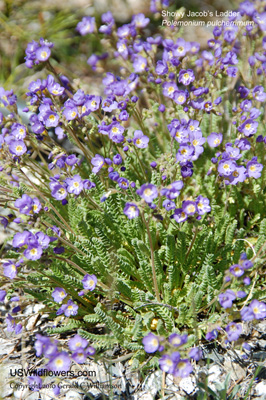 Polemonium pulcherrimum