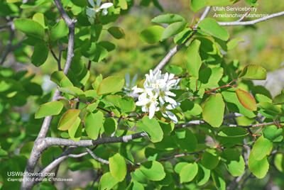 Amelanchier utahensis