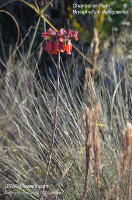 Bryophyllum delagoense