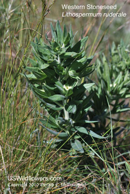 Lithospermum ruderale