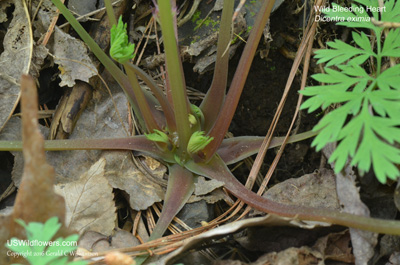 Dicentra eximia