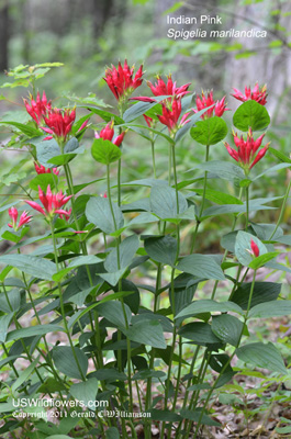 Spigelia marilandica