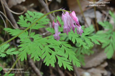 Dicentra eximia