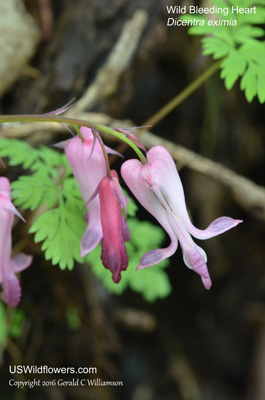 Dicentra eximia