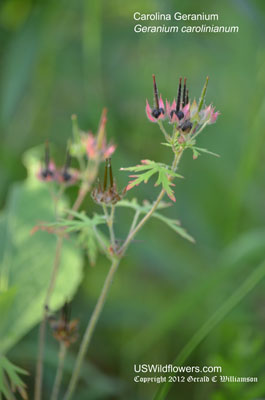 Geranium carolinianum