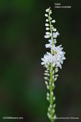 Galax urceolata